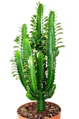 Yeşil Süt Ağacı Kaktüs - Euphorbia Trigona - 2