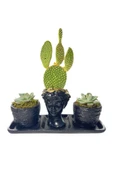 Üçlü Helen Serisi Opuntia Microdasys Kaktüs Ve Sukulent Tasarım thumbnail 1