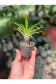 Madagaskar Palmiyesi thumbnail 3