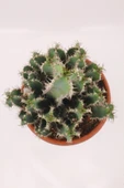 Euphorbia Polyacantha Kaktüs thumbnail 2