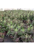 BOL YAVRULU AŞKIN GÖZYAŞLARI ÇİÇEĞİ (KALANCHOE DAİGREMONTİANA) / 30-40 CM. thumbnail 2