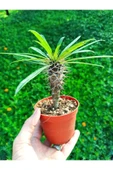 Pachypodium Lamerei - Madagaskar Palmiyesi, 8.5 Cm Saksıda thumbnail 1