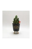 Ayaklı Saksıda Kaktüs Cereus Tetragonus thumbnail 5
