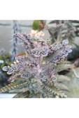 Kalanchoe Daigremontiana, Aşkın Gözyaşı Bitkisi Sukulent thumbnail 6