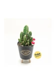 Ayaklı Saksıda Kaktüs Cereus Tetragonus thumbnail 2