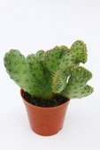 Opuntia Ssp Cristata Kaktüs thumbnail 1