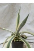 Kaktüs Agave thumbnail 2