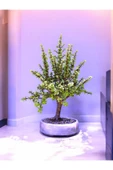 Dekoratif beton saksı bunsay jade plant içindeki Bonsai ile hediye thumbnail 1