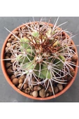 Melocactus Ferreophilu thumbnail 2