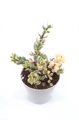 Portulacaria Afra Sukulent - 8.5 Cm Saksı thumbnail 2