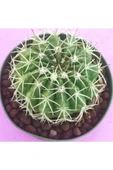 Melocactus thumbnail 2