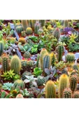 10 litre Süper Organik Kaktüs Toprağı (17 çeşit ağaç yaprağı ve 3 çeşit hayvan gübresi karışımı) thumbnail 2