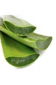 Aloe Vera Jel Için Doğal Yaprak 1. Kalite 3 Kg thumbnail 4