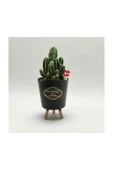 Ayaklı Saksıda Kaktüs Cereus Tetragonus thumbnail 1