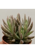 Kalanchoe Daigremontiana, Aşkın Gözyaşı Bitkisi Sukulent thumbnail 1