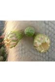 Cephalocereus Senilis, Çiçek Açan Sütun Kaktüs - 6