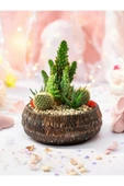 Taş Saksıda Kaktüs ve Sukulent Aranjman Seti Kod1 thumbnail 1