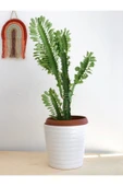 Euphorbia Trigona Süt Ağacı Kaktüs 55-60 Cm - 2