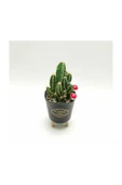 Ayaklı Saksıda Kaktüs Cereus Tetragonus thumbnail 3