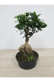 Bonsai thumbnail 1