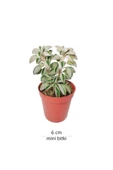 Peperomia Asperula - Peperomia Kaktüs Sukulent Mini - Ev Ofis Salon Iç Mekan Bitkisi - 10 Cm - 2