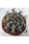 Melocactus Matanzanus thumbnail 2