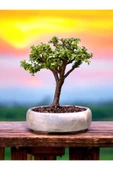 Bonsai saksısı ( Bonsai Hediyeli) thumbnail 1