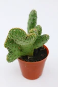 Opuntia Ssp Cristata Kaktüs thumbnail 3
