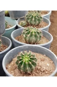 Parodia Kaynana Topuzu Kaktüs Çiçek thumbnail 2