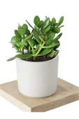 5 Adet Crassula Ovata Şans Para Çiçeği Şık Dekoratif Saksıda thumbnail 5