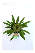 Madagaskar Palmiyesi-pachypodium Lamerei-6,5 Cm Saksıda thumbnail 2