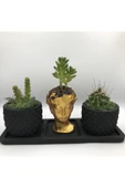 Beton Saksı - Altın Helen & 2'li Siyah Ananas Saksı Ve Saksı Altlığı Sukulent (bsahsa3) thumbnail 1