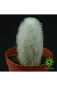 Cephalocereus Senilis, Çiçek Açan Sütun Kaktüs - 1