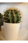 Kaktüs Büyük Boy Seramik Saksıda Çevre Ölçüsü 60cm thumbnail 3