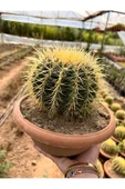 Echinocactus Grusonii 23cm thumbnail 3