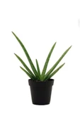 Aloe Vera Şifa Bitkisi 10.5 Saksıda thumbnail 2