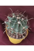 Ferocactus Latispinus-8,5 Cm Saksı-kaktüs-18h/33d thumbnail 1