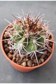 Melocactus Ferreophilu thumbnail 1