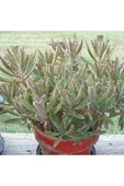 Kalanchoe Daigremontiana, Aşkın Gözyaşı Bitkisi Sukulent thumbnail 7