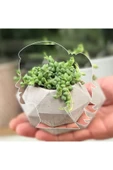 Geometrik Saksıda Tesbih Çiçeği Senecio thumbnail 2