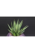 Fp3 Teramo Dekoratif Beton Saksı Ve Haworthia thumbnail 3