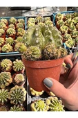 Echinopsis Oxygona Kaktüs (BOL YAVRULU KAYNANA TOPUZU) - 8,5 Cm thumbnail 1