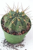 Melocactus-10.5 Cm Saksı-ref19a thumbnail 1