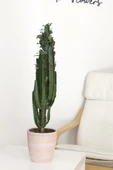Euphorbia Trigona - Süt Ağacı - 1