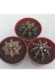 Gymnocalycium Mihanovichii 3 Lü Set thumbnail 1