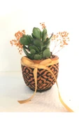Dekoratif Beton Saksıda Para Çiçeği - 2