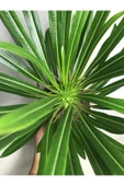 Madagaskar Palmiyesi Pachypodium Lamerei thumbnail 2