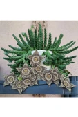3 Çeşit Leş Kaktüsü 5.5 Saksıda thumbnail 1