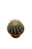 Altın Fıçı Kaktüs -Echinocactus Grusonii-Varil Kaktüs-Top Kaktüs / 15 cm thumbnail 2