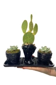 Üçlü Helen Serisi Opuntia Microdasys Kaktüs Ve Sukulent Tasarım thumbnail 3